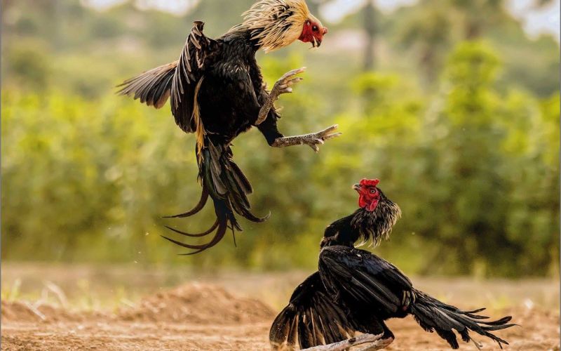 mơ thấy gà chọi báo hiệu điều gì