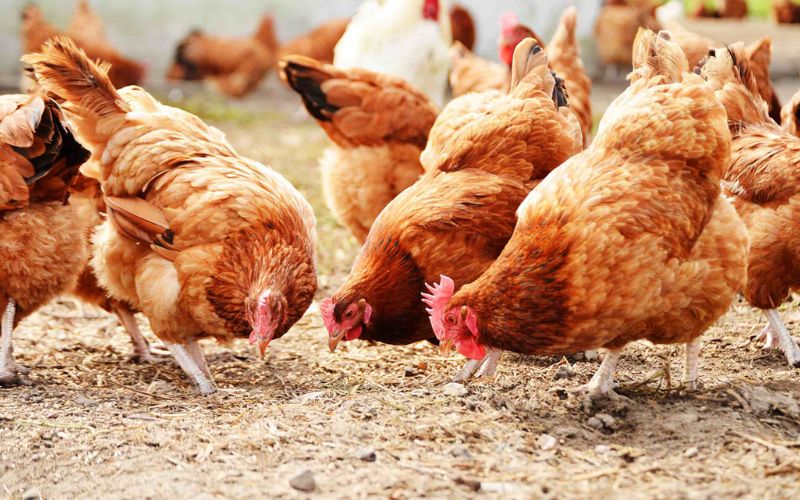 mơ thấy gà mái báo hiệu con số nào