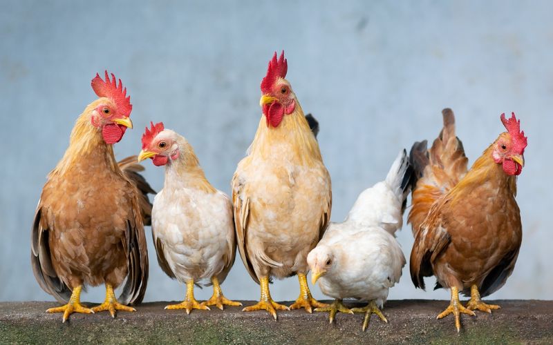 mơ thấy gà mái và hướng chọn số